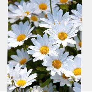 Meet your Posher, Chelsey